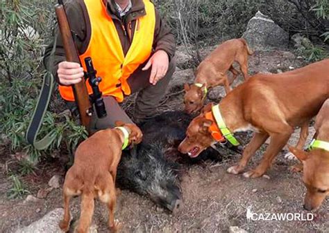 podencos cazando jabali|Jabalí cazado a podenco puesto¡¡ Espectacular lance¡¡¡ LANCES ...